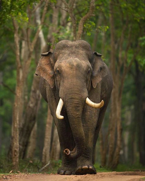 Tusker Elephant, Sri Lankan Elephant, Endangered Elephants, Asiatic Elephant, All About Elephants, African Forest Elephant, Animal Photography Wildlife, Elephant Photography, Elephant Images