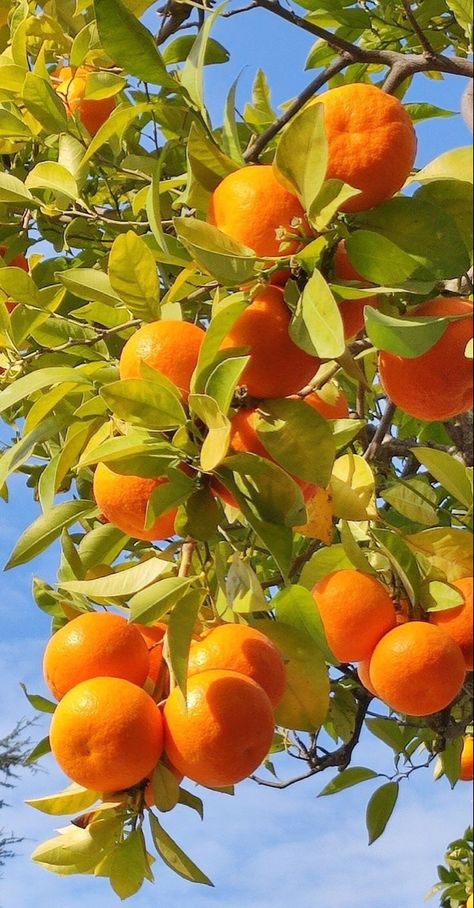 Clementine Tree, Teddy Bear Images, Flower Drawing Tutorials, Fruit Photography, Wedding Palette, Orange Aesthetic, Tree Photography, Unique Greeting Cards, Orange Tree