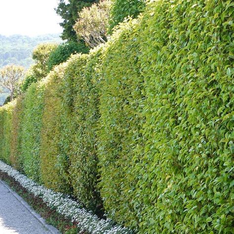 Ornamental Mixed Hedges. Mixed Hedging Plants For Sale UK Hedging Ideas, Mixed Hedge, Garden Planning Layout, Hedging Plants, Ornamental Trees, Plants For Sale, Plant Sale, Garden Planning, Hedges