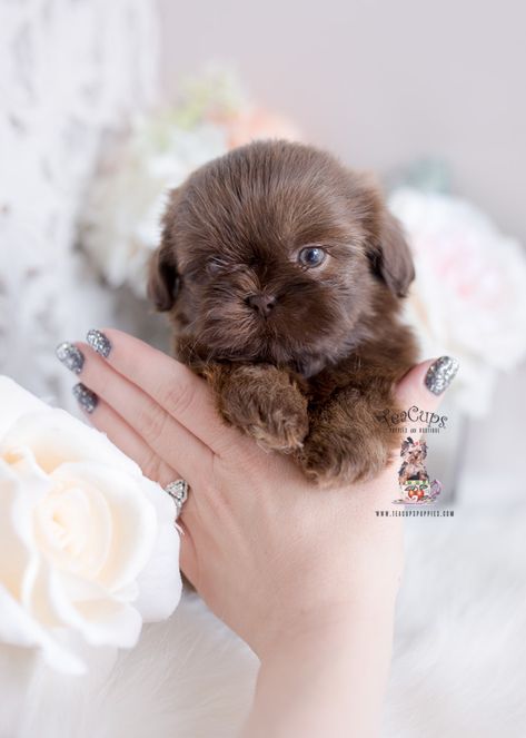 chocolate-shih-tzu-puppy-320 Husky Corgi, Puppies Teacup, Perro Shih Tzu, Puppies Black, Shitzu Puppies, Grooming Business, Corgi Puppies, Teacup Puppies For Sale, Weiner Dogs