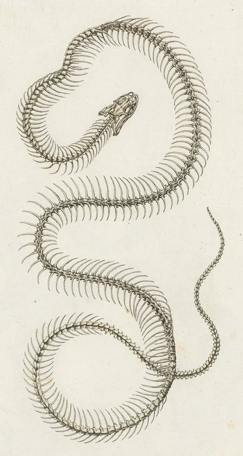 Snake Skeleton Sleeve Tattoo, Snake Bones Drawing, Snake Skeleton Sketch, Snake Study Drawing, Cottonmouth Snake Tattoo, Rattlesnake Skeleton Tattoo, Illustrative Snake Tattoo, Snake Scientific Illustration, Snake Skeleton Art