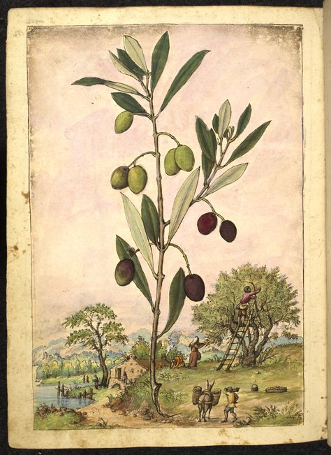 Full page image of the plant Olea europaea (Olive tree) with men and women harvesting olives, one up a ladder, and a man with a donkey carrying paniers; a stream and mill in the background.  Dioscorides’ ‘De re medica’, by Pietro Andrea Mattioli, Physician of Siena, assembled and illustrated by Gherardo Cibo—ca. 1564-1584. Botanical Artwork, Tree Illustration, Olive Tree, British Library, Scientific Illustration, Italian Artist, Watercolor Sketch, Illuminated Manuscript, 16th Century