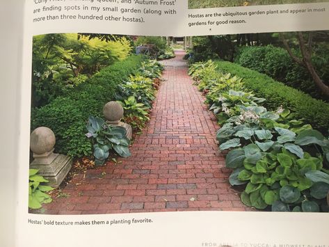 Hosta and Boxwood Planting Boxwood Hosta Landscaping, Boxwoods And Hostas, Hostas And Boxwoods, Boxwood And Hostas, Boxwood Landscaping, Boxwood Plant, Grey Gardens, Dream Backyard, Garden And Yard