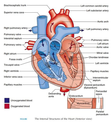 The heart is an organ that is classically described to be the size of a clenched fist. It is located anteriorly, just behind the sternum. A major port... Cardiac System, Anatomy Flashcards, Heart Structure, Human Heart Anatomy, Heart Diagram, Sistem Pencernaan, Basic Anatomy And Physiology, The Human Heart, Medical Student Study