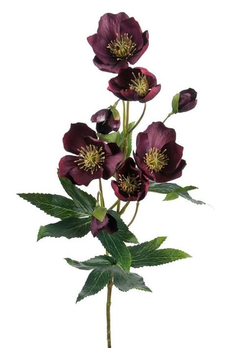 Burgundy Faux Hellebore Stem 57cm | Silk Christmas Rose Hellebore Flower, Mr Plant, Small Rose Tattoo, Lenten Rose, Mediterranean Decor, Rose Tattoo Design, Christmas Rose, Small Rose, Leaf Flowers