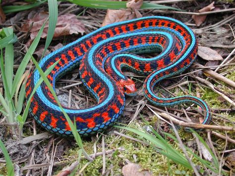 The San Francisco garter snake (Thamnophis sirtalis tetrataenia) Garter Snake, Cool Snakes, Colorful Snakes, Coral Snake, Small Snakes, Reptile Snakes, Beautiful Snakes, Reptiles And Amphibians, Exotic Pets