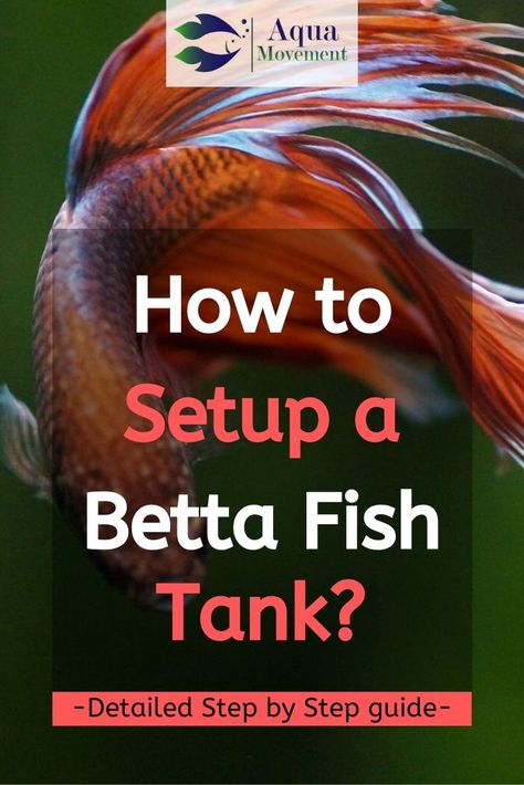 Betta Fish Tank Setup, Betta Fish Bowl, Betta Fish Tattoo, Koi Betta, Betta Fish Types, Diy Fish Tank, Betta Aquarium, Betta Fish Care, Fresh Water Fish Tank