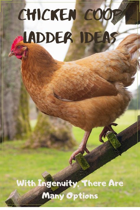 Ladders For Chicken Coop, Chicken Ramp Ideas Diy, Chicken Steps For Coop, Chicken Coop Ladder Diy, Chicken Coop Stairs, Chicken Ramps, Chicken Coop Ladder Ideas, Chicken Ladder Ideas, Chicken Coop Ladder