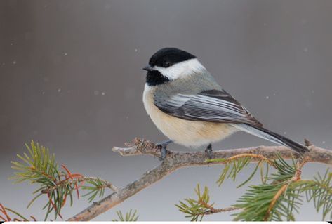 Chickadee Christmas Cards, Black Capped Chickadee Painting, Black Cap Chickadee Tattoo, Black Capped Chickadee Drawing, Black Capped Chickadee Tattoo, Black Cap Chickadee, Animals In Snow, Chickadee Photography, Chickadee Drawing