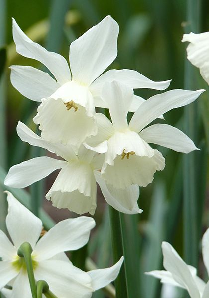 Flower Bulb, Planting Tips, Narcissus Flower, Daffodil Bulbs, House Gardens, Spring Bulbs, White Gardens, Bulb Flowers, Front Garden