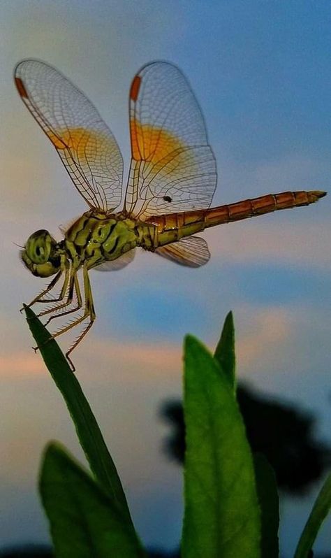 Insects Dragonfly, Dragonfly Photography Amazing Pictures, Dragonfly Reference Photo, Dragonfly Scientific Illustration, Dragonfly Drawing, Dragonfly Images, Dragonfly Photography, Dragonfly Photos, Foto Macro