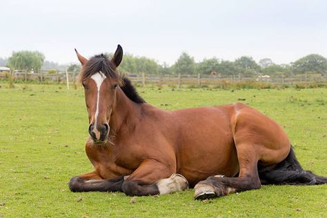 Horse Lying Down, Horse Laying Down, Beautiful Horses Photography, Memorial Art, Horse Anatomy, Horse Drawing, Horse Crazy, Horse Sculpture, Horse Coloring