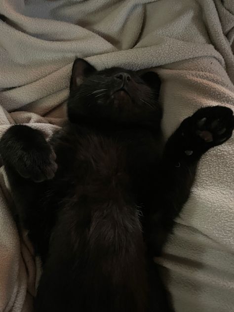 A 5-month old kitten with all black fur lays with his stomach up and paws curled by his face on top of a cream-colored fleece blanket. Cat Manga, Sheldon The Tiny Dinosaur, Icon Cat, Black Cat Aesthetic, Tiny Dinosaur, Cat Dark, Black Cat Lover, Dream's Cat, Black Kitten