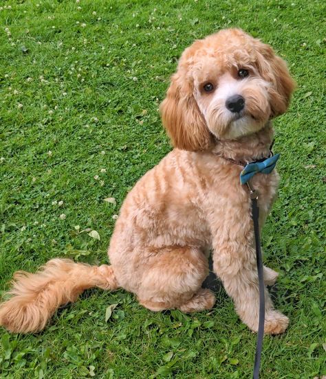 Short Cockapoo Haircut, Cavoodle Haircut, Cavoodle Haircut Styles, Teddy Bear Cut Cavapoo, Cavapoo Grooming Styles, Cavapoo Haircut Styles, Cockapoo Haircut Styles, Leo Haircut, Maltipoo Haircut Styles