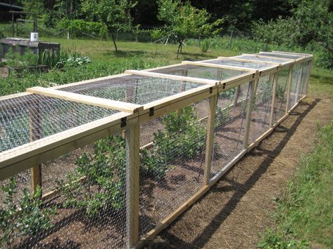 Blueberry cage roof question - General Fruit Growing - Growing Fruit Cage For Plants, Allotment Fruit Cage, Berry Netting Ideas, Diy Fruit Cage How To Build, Berry Bush Cages, Garden Cage Ideas, Blueberry Garden Ideas, Blueberry Trellis, Brassica Cage