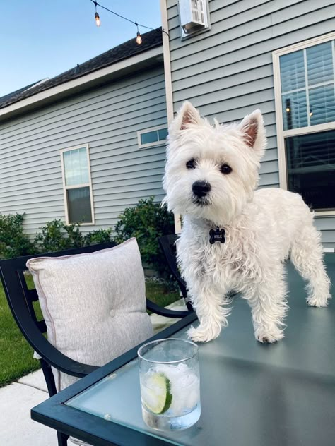 West Highland White Terrier Aesthetic, Chihiro Y Haku, Westie Puppies, Super Cute Puppies, White Puppies, Westie Dogs, Silly Dogs, White Terrier, West Highland White Terrier