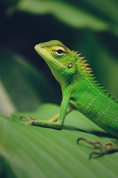 Featured photo by Sameera Madusanka. Discover more free photos from Sameera on Pexels: https://www.pexels.com/u/sameera-madusanka-207654/ #animal #leaf #blur Wildlife Of India, Pet Lizards, Green Iguana, Surviving In The Wild, Reptile Terrarium, Reptiles Pet, Screen Saver, Bengal Cat, Reptiles And Amphibians