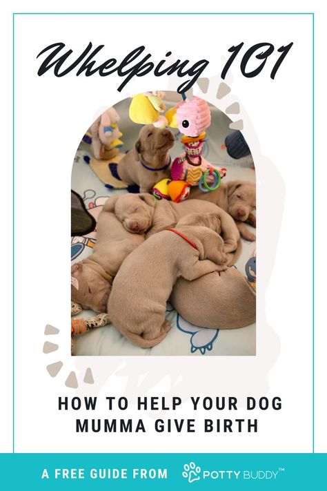 Dog Birthing Box Diy, Welping Box Ideas Diy Dog, Welping Box, Dog Breeding Business, Whelping Puppies, Dog Birth, Dog Bedroom, Puppy Diy, Whelping Box