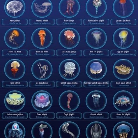 Different Types Of Jellyfish, Jellyfish Things, Cannonball Jellyfish, Jellyfish Core, Types Of Jellyfish, Jellyfish Species, Underwater Bedroom, Box Jellyfish, Oceanography Marine Biology