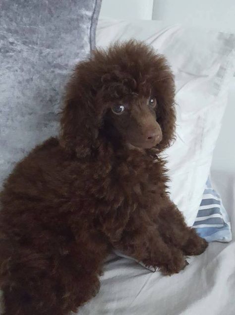 Chocolate Toy Poodle, Doodle Grooming, Chocolate Poodle, Brown Poodle, Mini Poodle, Poodle Cuts, Kennel Ideas, Toy Poodles, French Poodles