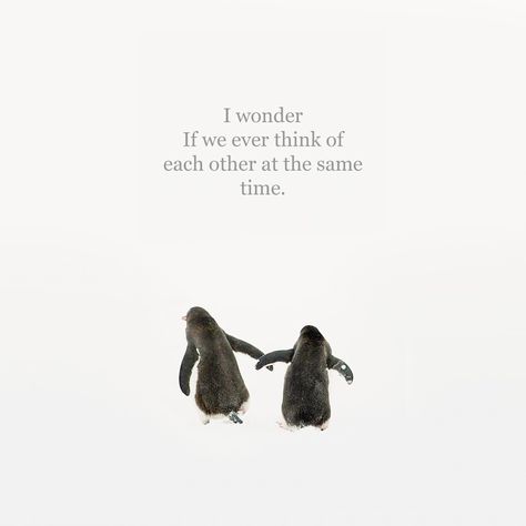 Because you make me happy in a way no one else can 💕⁠ ⁠ #togetherforever #love #youmakemehappy #thinkingofyou #penguins #penguinlove #quoteoftheday #sayings #quotes #instaquotes #instagood #thursdaymorning #goodmorning #happythoughts #lovequotes Penguin Love Quotes, Penguin Dinosaur, Penguin Quotes, Valentine Craft, Birthday Bear, First Love Story, Penguin Love, Meaningful Drawings, You Make Me Happy