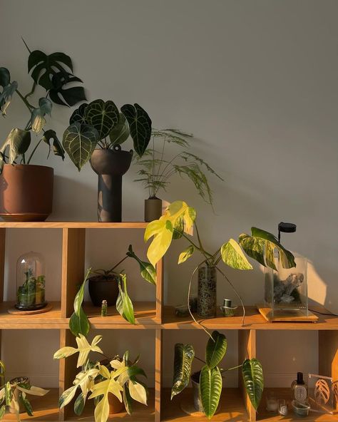 Benji Le (@benji_plant) • Instagram photos and videos Plants On Shelves Bedroom, Benji Plant, Mini Balcony, Plant Instagram, Plant Placement, Moving Plants, Future Garden, Plant Therapy, Bedroom Plants