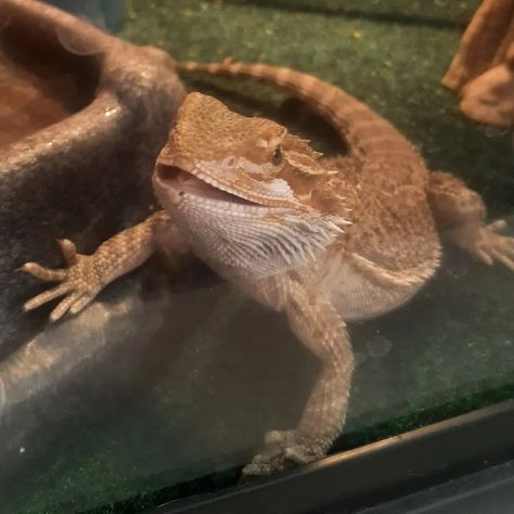 Happy little lizard! Lol Lizards Aesthetic, Lizard Aesthetic, Lizard Names, Yellow Lizard, Lizard Pet, Colorful Lizards, Pet Lizards, Cute Lizard, Lizards