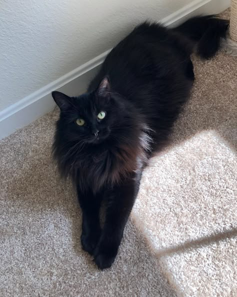 Longhair Black Cat, Medium Hair Black Cat, Pretty Black Cat, Black Fluffy Cat, Fluffy Black Cat, Black Cat Aesthetic, Dream's Cat, Long Haired Cats, Siberian Cat