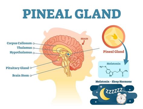 Pineal Gland
What Does the Pineal Gland Do?
Where Is the Pineal Gland Located?
What Happens When the Pineal Gland Is Activated?
How Does the Pineal Gland Function in the Brain?
Melatonin: The Pineal Gland’s Key Hormone
Other Hormones and Their Functions
Pineal Gland Disorders
Pineal Gland Calcification Corpus Callosum, Cerebrospinal Fluid, Pituitary Gland, Brain Stem, Information Poster, Pineal Gland, Breathing Exercises, Human Brain, Medical Information