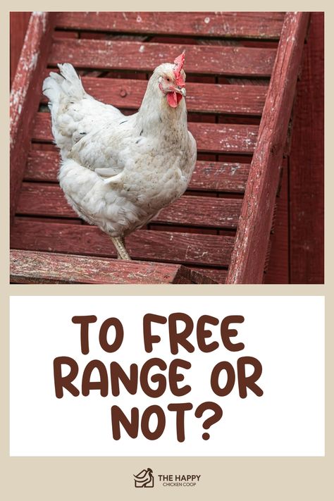 Many people ask if it’s safe to free range their flock. To really answer this question you need to understand the pros and cons of free ranging your hens. Raising Quail, Bird Netting, Chicken Tractor, Chicken Care, How To Raise Chickens, Chicken Health, Answer This Question, Raising Backyard Chickens, Raise Chickens