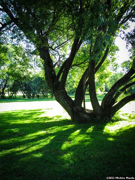 Peaceful scenery of a tree. Suitable to illustrate an article about dream interpretation or psychology. A tree represents life, growth, connection to one's family and self-development experiences. #stockphoto #stockphotography #microstock #download #royaltyfree #Bigstock #tree #shadow #outdoor #garden #park #sunlight #summer #silhouette Tree Shadow Photography, Peaceful Scenery, Summer Silhouette, Tree Shadow, Dream Sans, Shadow Photography, Garden Park, Dream Interpretation, Big Tree