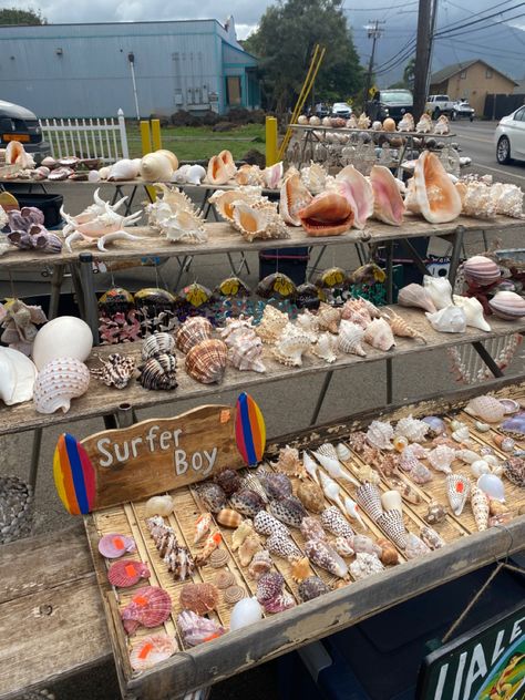 Aesthetic Seashells, Pretty Shells, Collecting Seashells, Collecting Shells, Surfer Boy, Dream Beach, Summer Goals, Beach Combing, Destin Beach