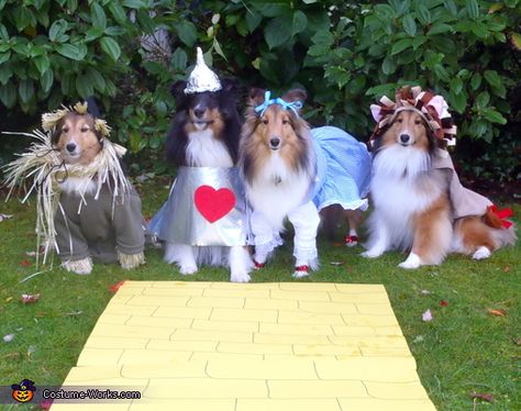 Wizard of Oz Dogs - Halloween Costume Contest via @costumeworks Wizard Of Oz Dog, Birds Pet, Cute Dog Costumes, Birds Colorful, Dogs Halloween, Barn Owls, Sheltie Dogs, Pet Halloween Costumes, Halloween Costume Contest