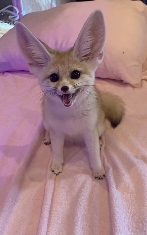 Animals For Sale, Fennec Fox, Fox, Road, For Sale, Animals, Pink, White