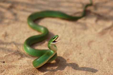 Smooth Green Snake Mexican Black Kingsnake, Garden Snake, Garden Snakes, Milk Snake, Baby Snakes, Rat Snake, Colorful Snakes, Baby Green, Cute Snake