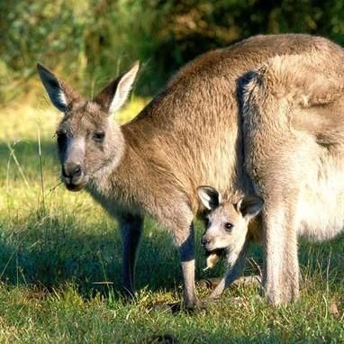 Function of the Kangaroo's Pouch #australia #wildlife Kangaroo Facts, Animal Habitats, Wildlife Animals, Kangaroo Pouch, Zoo Animals, Nature Beauty, Mammals, Animal Pictures, Animals Wild