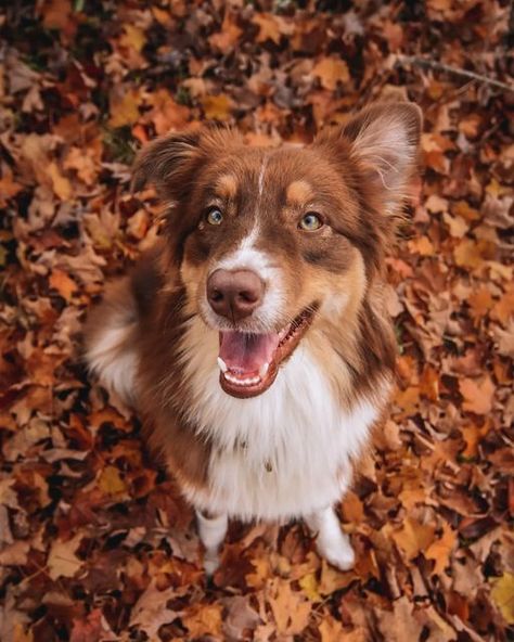 Fall Dog Photos, Autumn Dogs, Red Tri Australian Shepherd, Fall Dogs, Red Merle Australian Shepherd, Autumn Dog, Australian Shepherd Puppy, Fall Dog, Hiking Dogs