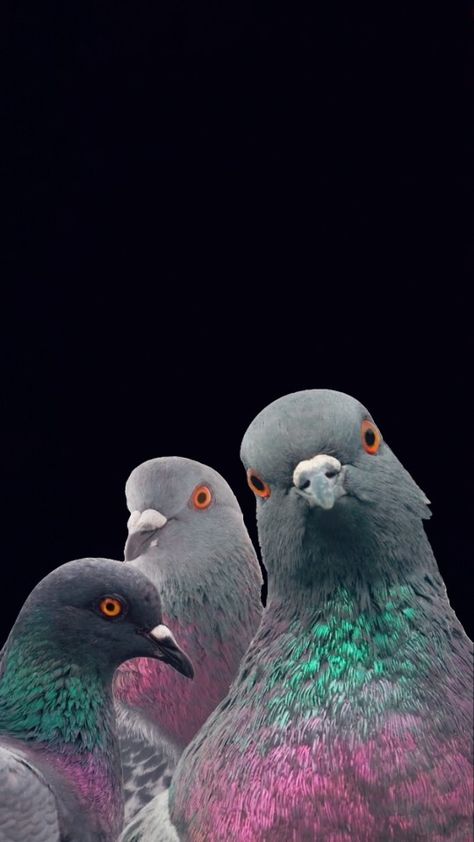 Pigeon Wallpaper, Beautiful Summer Wallpaper, All Godzilla Monsters, Galaxy Wallpaper Iphone, Living Things, Summer Wallpaper, Love Birds, Android Wallpaper, Galaxy Wallpaper