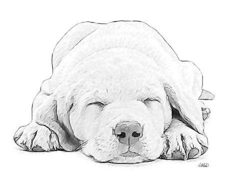 Bad Dog Drawing, Labrador Sketch Easy, Sisters Sketch, Labrador Sketch Drawings, Drawing Labrador, Sleeping Puppy Drawing, Lab Sketch Dog, Lab Drawing, Puppy Sketch