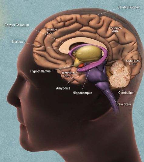 The adult human brain weighs on average about 3 lb (1.5 kg) with a size of around 1130 cubic centimetres (cm3) in women and 1260 cm3 in men, although there is substantial individual variation. Men's brains are on average 100g heavier than a woman's, even when corrected for body size differences.  http://www.gotoxidativestress.com; Hippocampus Brain, Occipital Lobe, Cerebral Cortex, Frontal Lobe, Brain Structure, Limbic System, Brain Stem, The Human Brain, Cognitive Science