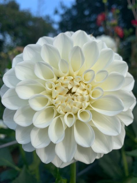 Boom Boom White Dahlia, Daliah Flower, Platinum Blonde Dahlia, Black And White Dahlia, White Dahlia Flower, Dahlia Mexico, Dahlia Flower White, White Dahlia, Flower White