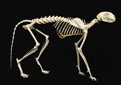 Rabbit Skeleton, Gunther Von Hagens, Persian Cats For Sale, Feline Anatomy, Anatomy Bones, Skull Reference, Skeleton Anatomy, Cat Skeleton, Real Skull