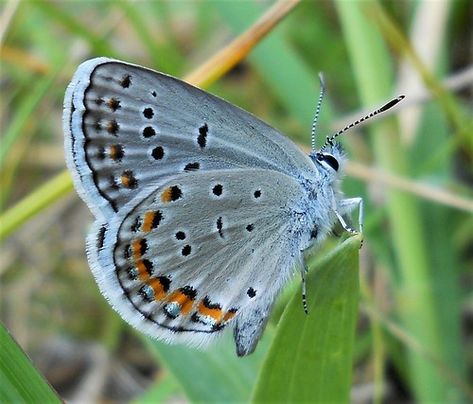 Karner Blue Butterfly/Papillon Bleu de Karner/Lycaeides melissa samuelis Azure Butterfly, Karner Blue Butterfly, Story Illustration, Garden Mural, Butterfly Species, Mural Ideas, Blue Springs, Blue Butterfly, Dragonflies