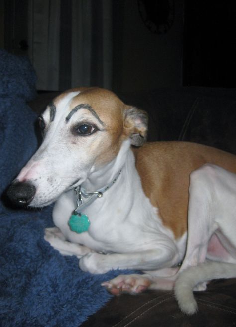 Pinterest win - draw eyebrows on your dog. Elvis was not amused, I couldn't stop laughing Long Face Dog, Dog With Eyebrows, Arched Brows, Fake Eyebrows, Draw Eyebrows, Hilarious Dogs, Not Amused, Demon Eyes, How To Draw Eyebrows