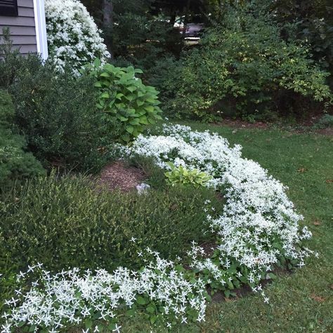 Photo of Sweet Autumn Clematis (Clematis terniflora) uploaded by NorfolkLiz Autumn Clematis Vine, Sweet Autumn Clematis Trellis, Clematis Guernsey Cream, Clematis Sweet Summer Love, Clematis Trellis, Clematis Armandii Snowdrift, Sweet Autumn Clematis, Clematis Terniflora, Autumn Clematis