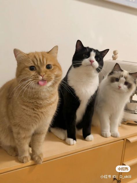 Silly Cats Pictures, Three Cats, Cat Aesthetic, Cat Room, Funny Cute Cats, Orange Cat, Silly Cats, Pretty Cats, Cute Little Animals