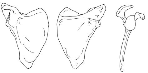 scapula Scalpel Drawing, Scapula Anatomy Drawing, Anatomy Landmarks, Scapula Anatomy, Scapula Muscles Anatomy, Blank Anatomy Diagrams, Scapula Bone, Medical Diagrams, Skeletal Anatomy