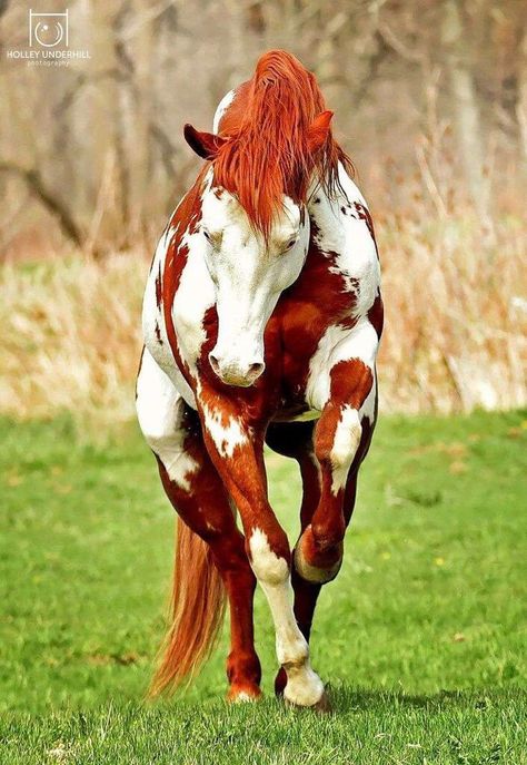 Cai Arabi, Ahal Teke, Regnul Animal, Most Beautiful Horses, Majestic Animals, Equine Photography, Cute Horses, Appaloosa, Horse Photos