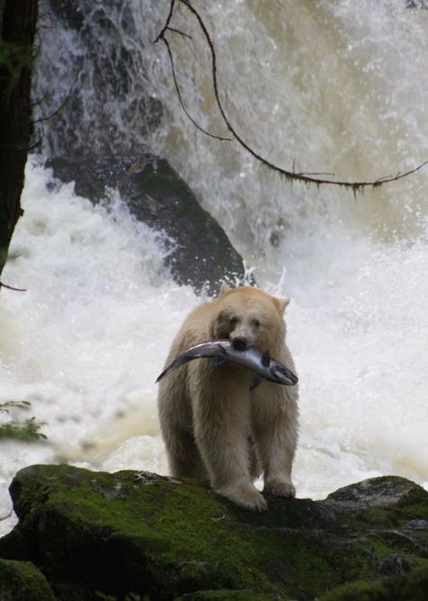 Spirit Bear Lodge - Spirit Bear Bear Shifter Aesthetic, Native Oc, Bear Astethic, Touching Spirit Bear, Kermode Bear, Bear Spirit Animal, Spectacled Bear, Bear Aesthetic, Bear Photography