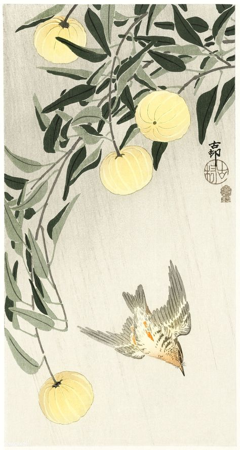 Koson Ohara, Japanese Paintings, Ohara Koson, Yellow Fruit, Art Exhibition Posters, John James Audubon, Kanazawa, Brush Painting, Japanese Woodblock